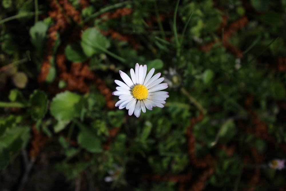 a single white flower with a yellow center