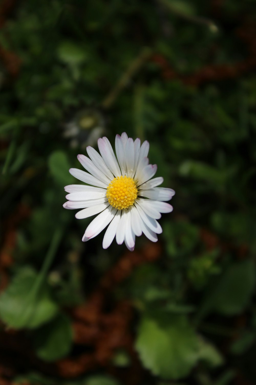 a white and yellow flower with green leaves