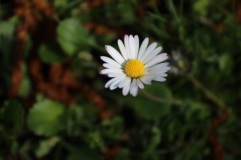 a close up of a white flower with a yellow center