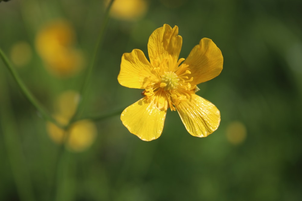 a close up of a yellow flower in a field