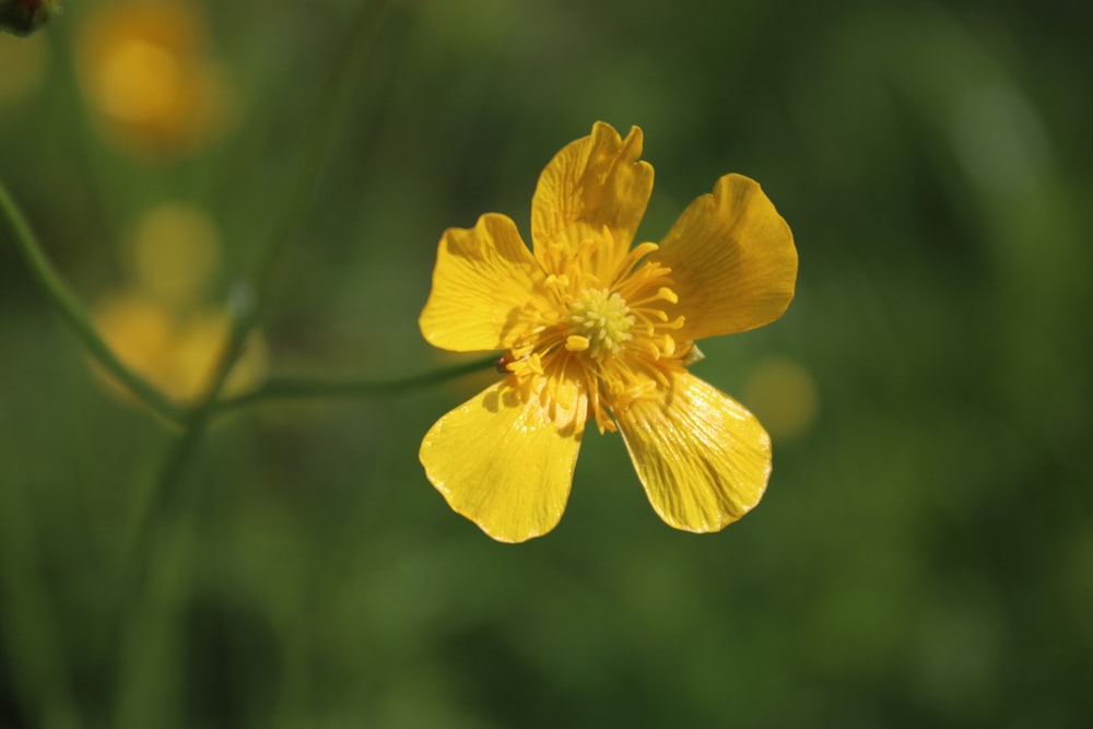 a close up of a yellow flower with a blurry background