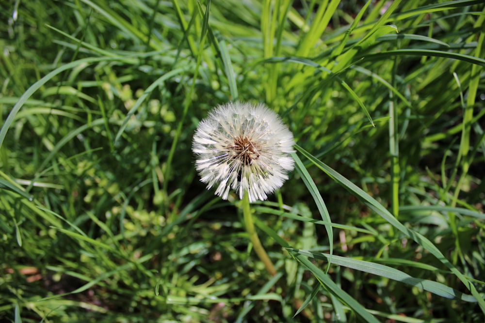 a dandelion sitting in the middle of a field