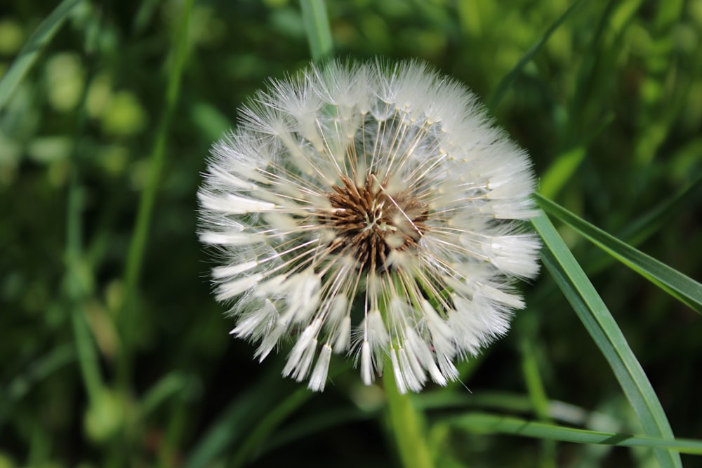 a close up of a dandelion in a field