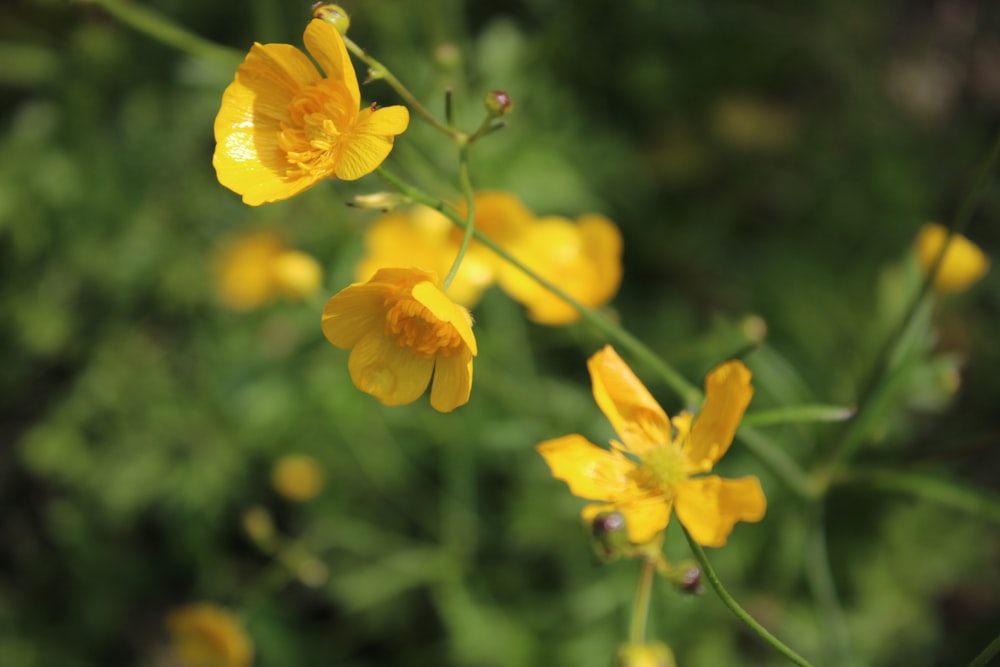 a close up of some yellow flowers in a field