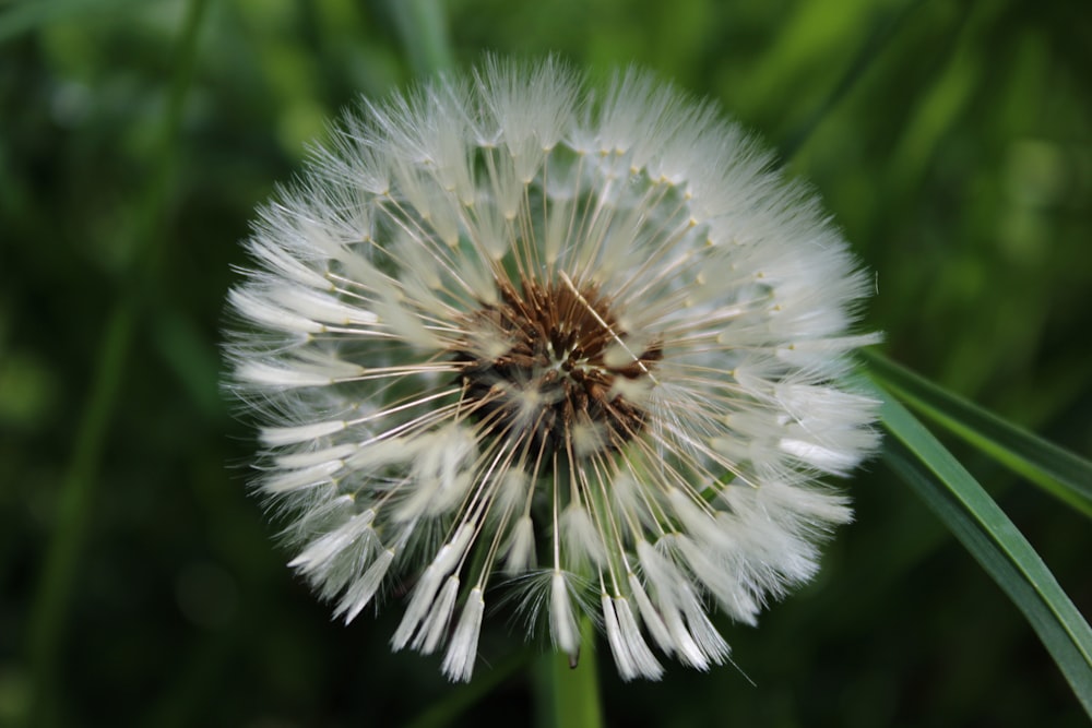 a close up of a dandelion in a field