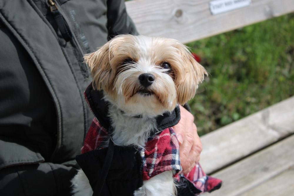 a small dog wearing a coat on a bench