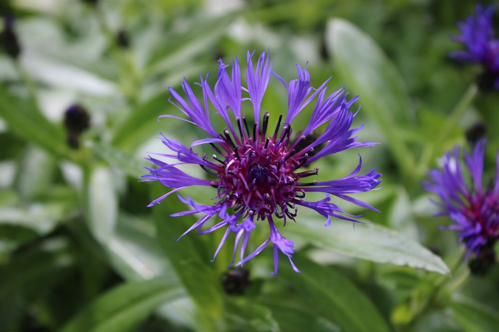 a close up of a purple flower in a field