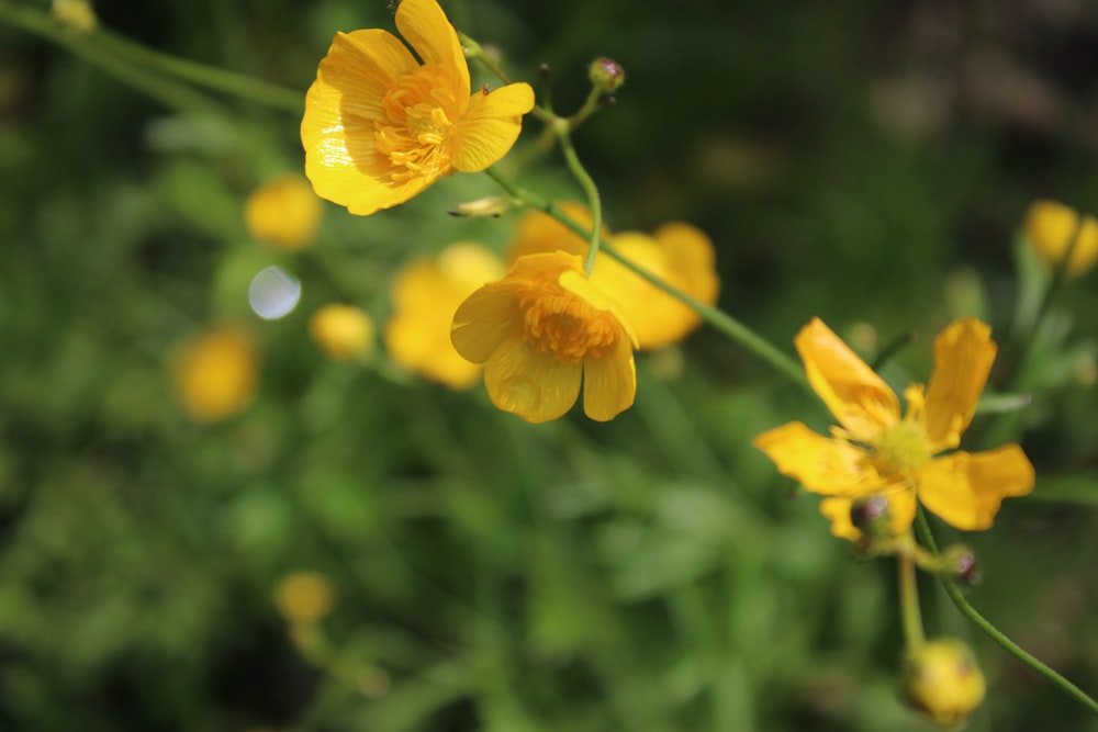 a close up of some yellow flowers in a field