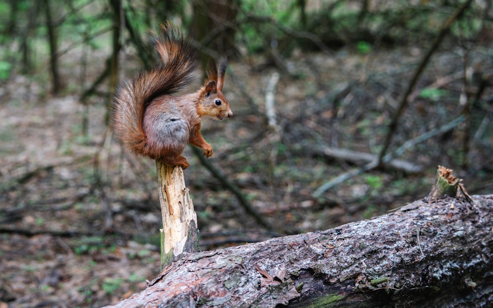 a squirrel is standing on a log in the woods