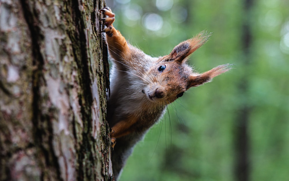 a squirrel climbing up the side of a tree