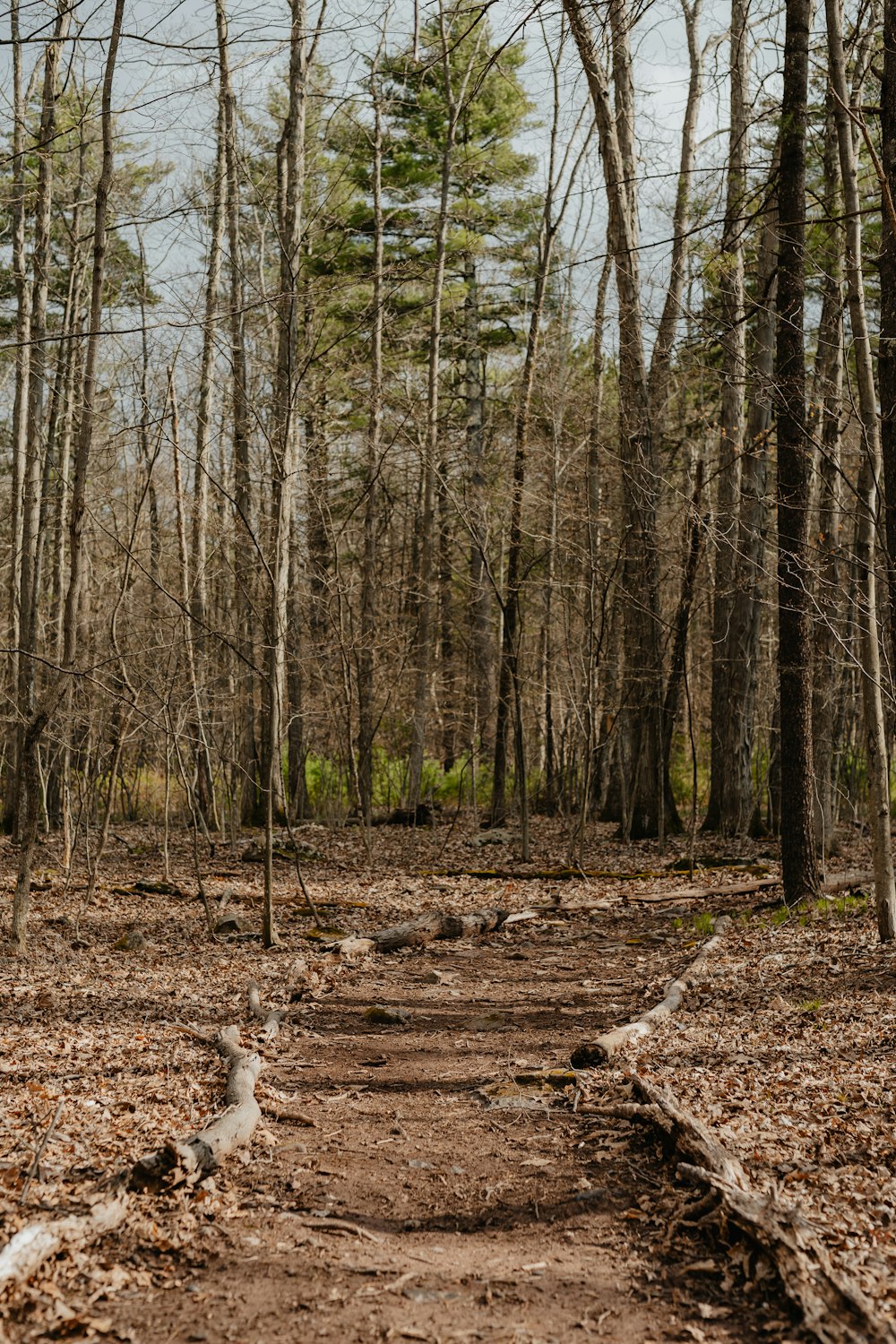 a dirt path in the middle of a forest