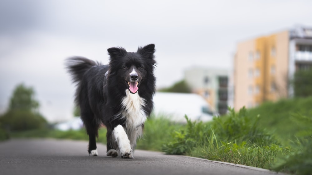 a black and white dog walking down a street