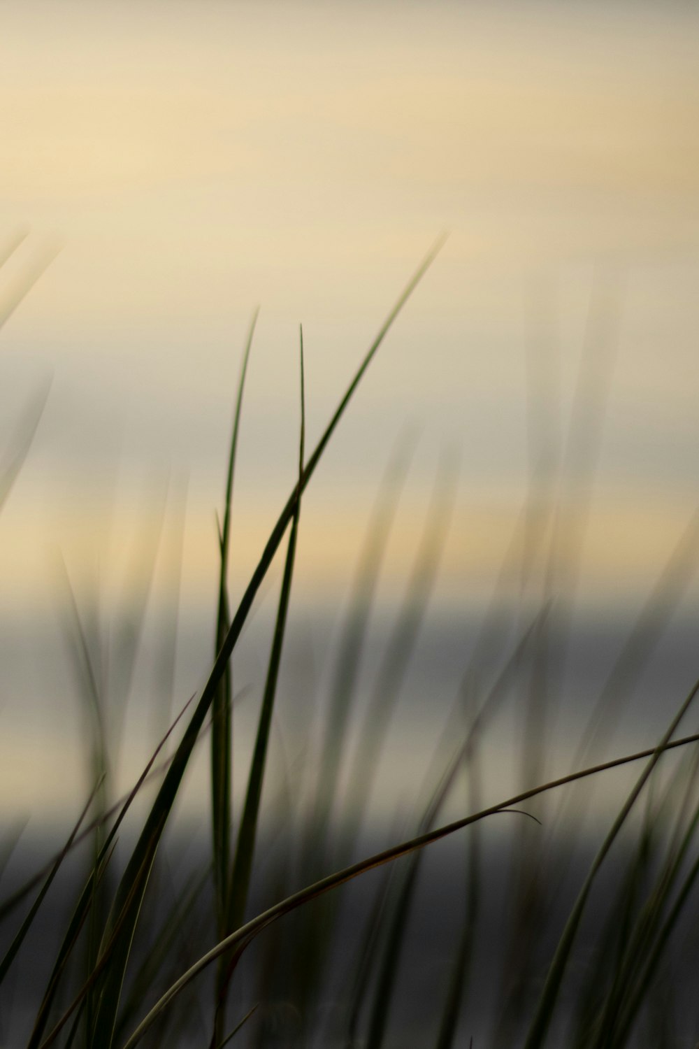 a blurry photo of some grass and water