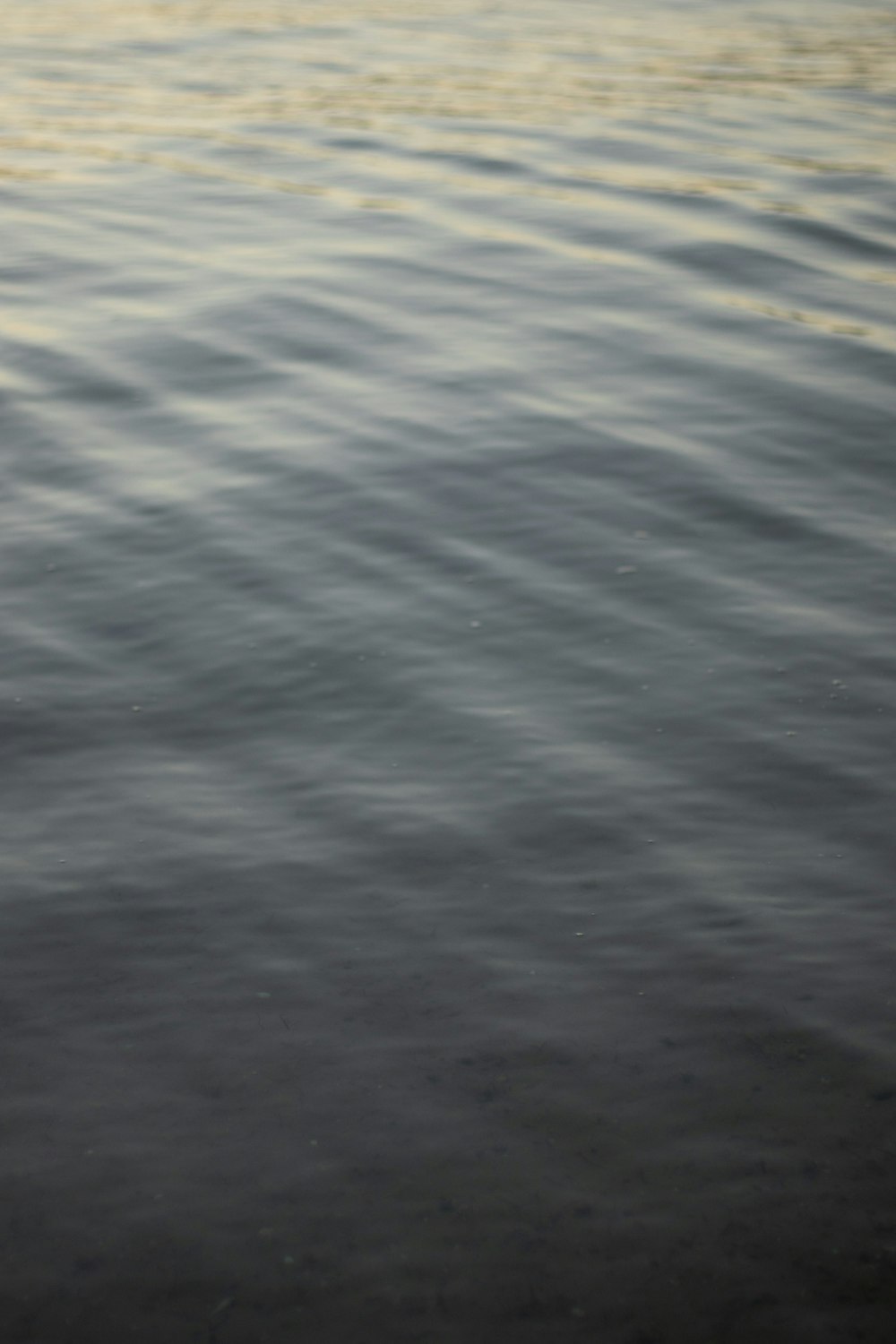 a bird standing in the middle of a body of water