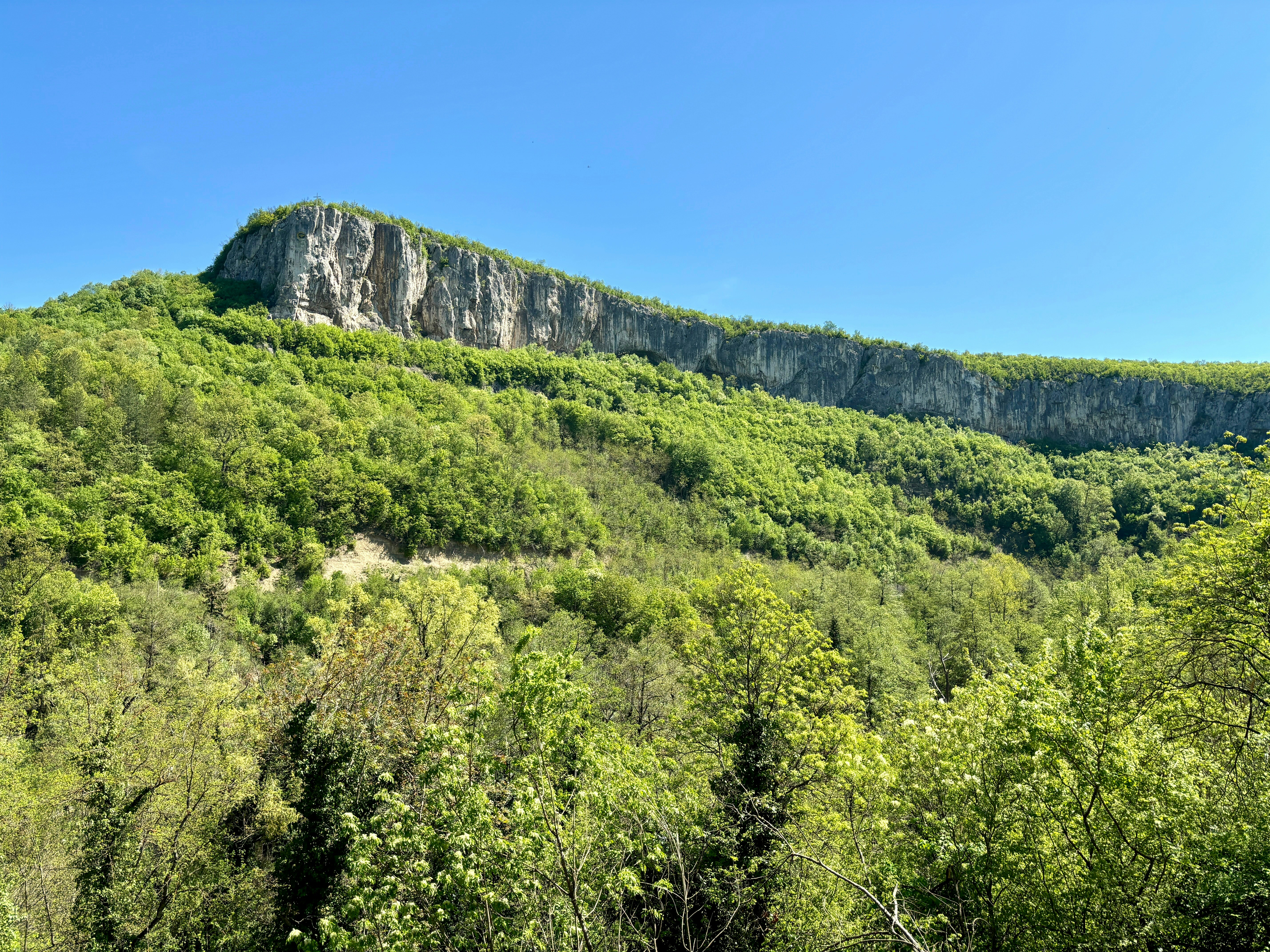a lush green forest filled with lots of trees