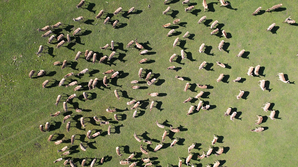 a large herd of sheep walking across a lush green field