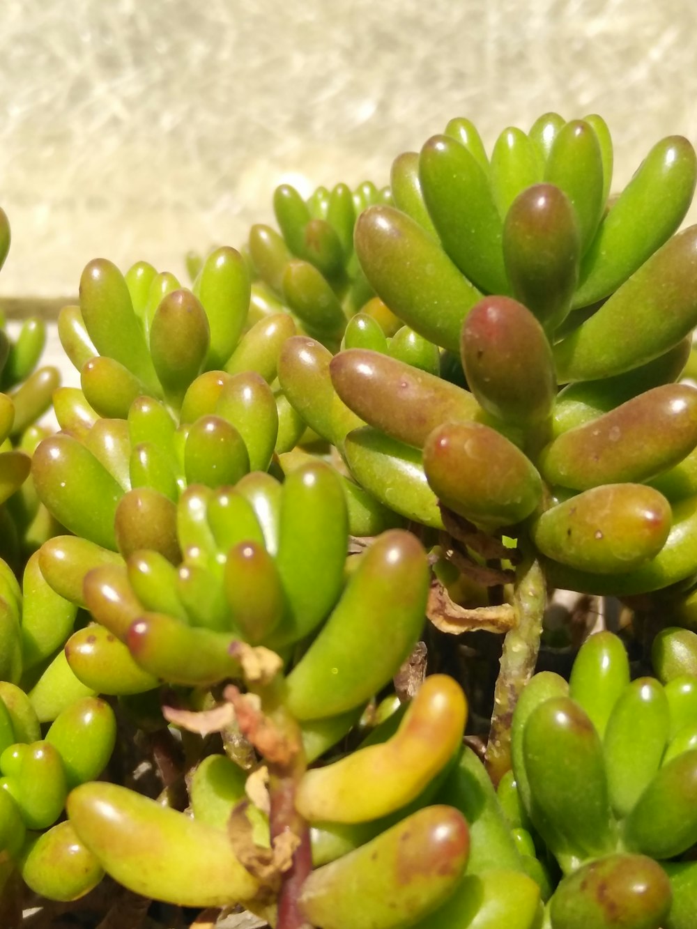 a close up of a bunch of fruit growing on a tree