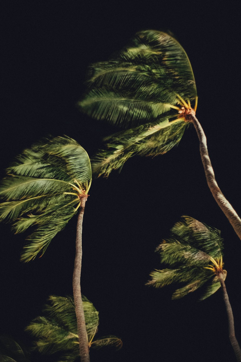 a couple of palm trees blowing in the wind