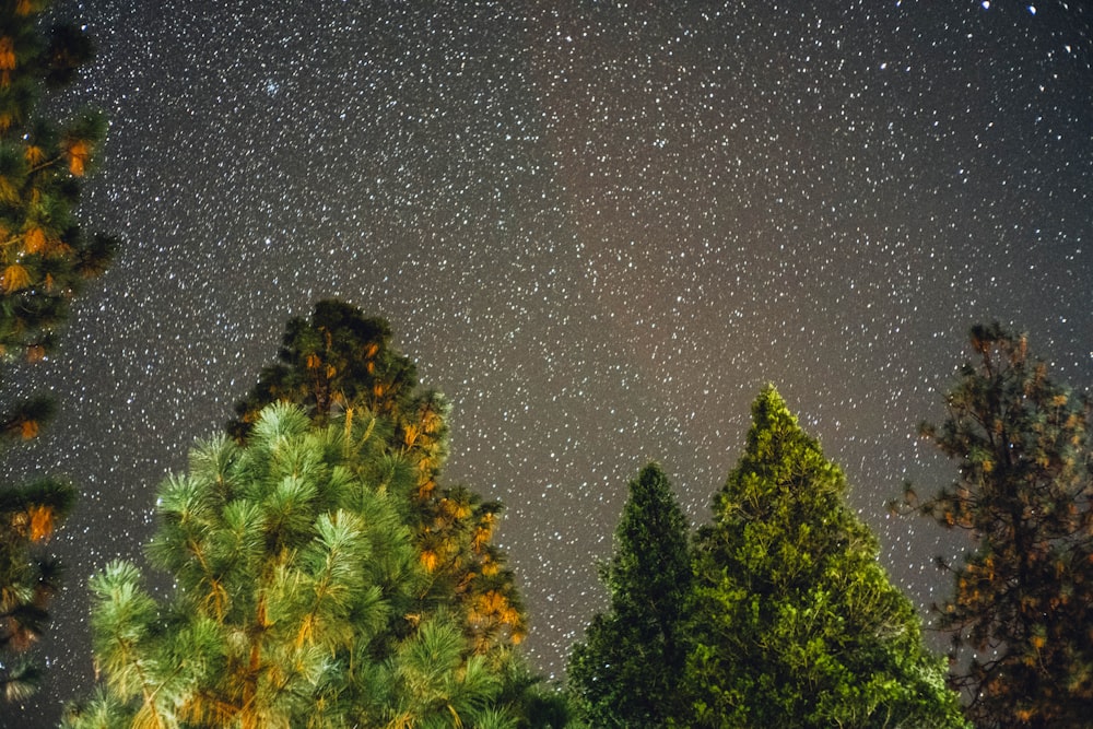 the night sky is filled with stars and trees