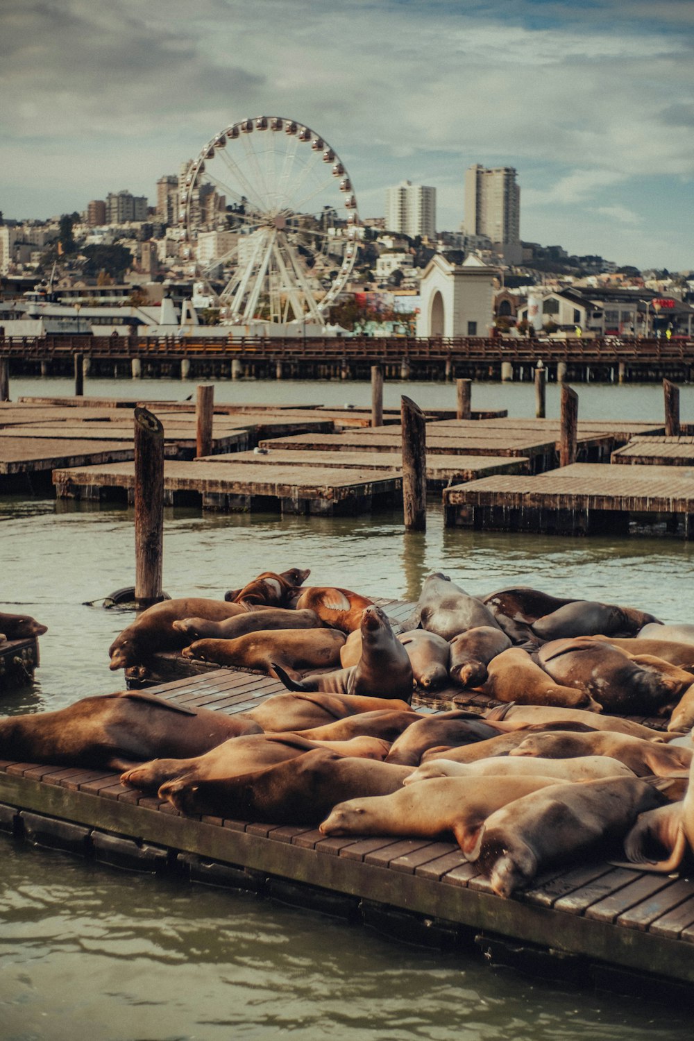 a group of sea lions laying on a dock
