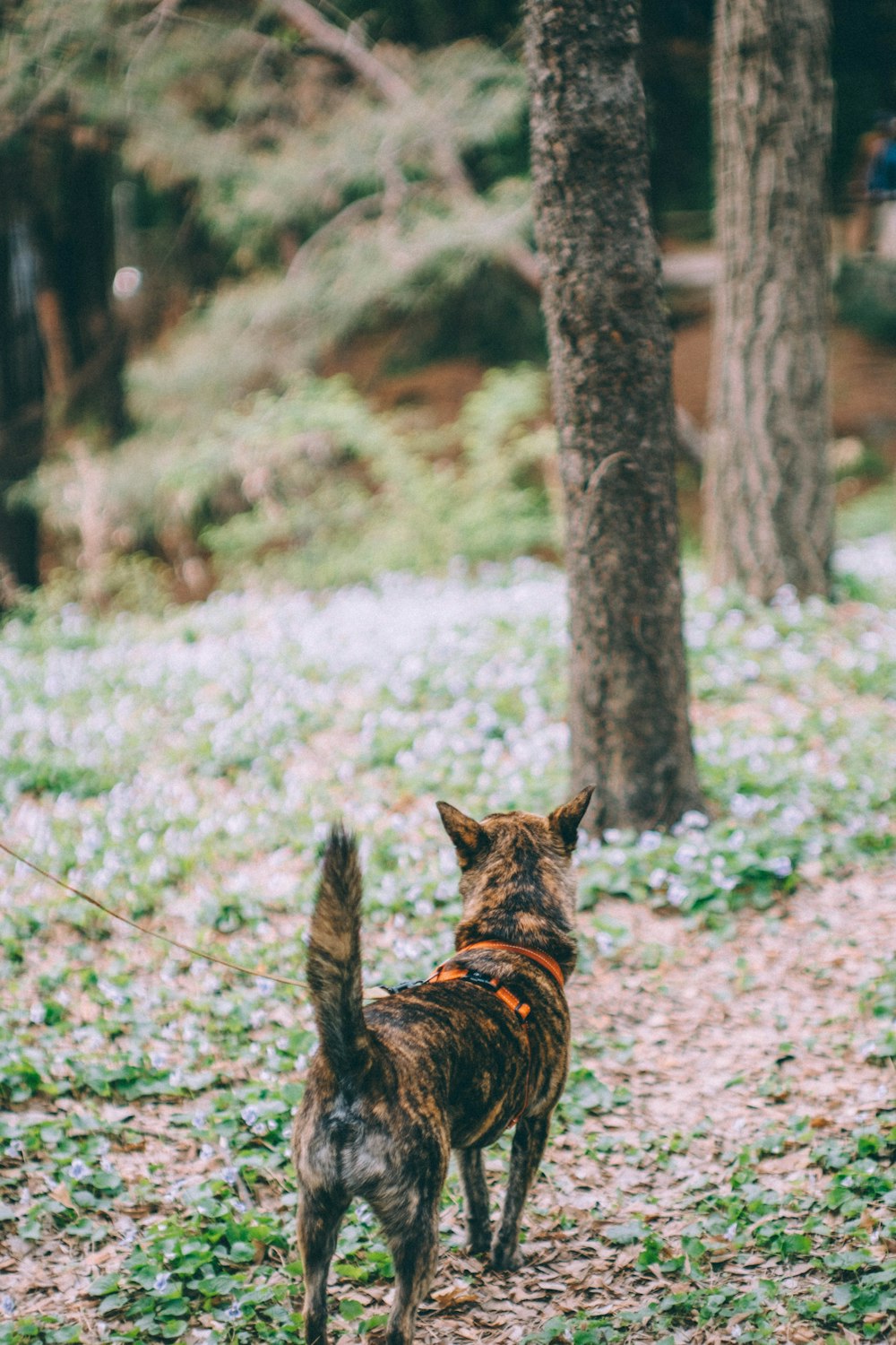 un chien qui se tient dans l’herbe