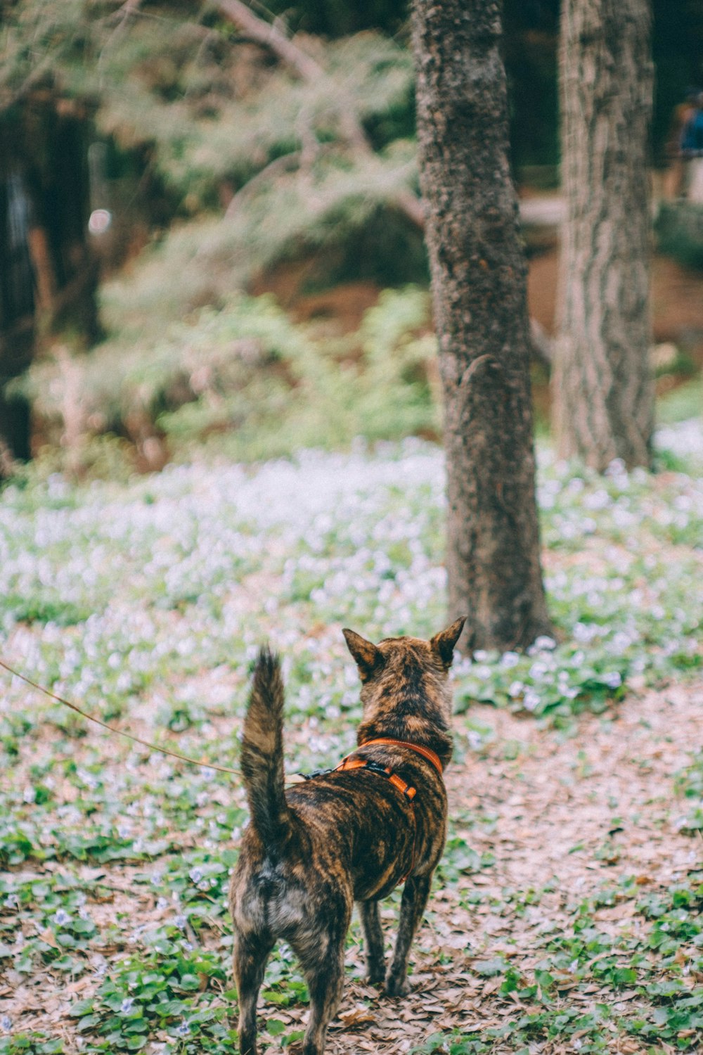 a dog that is standing in the grass