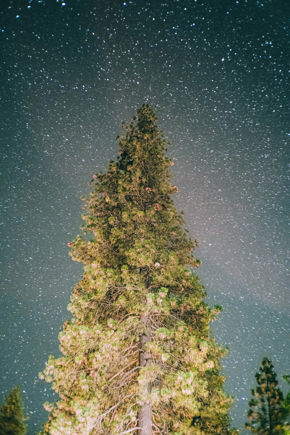a tall tree with stars in the sky above it