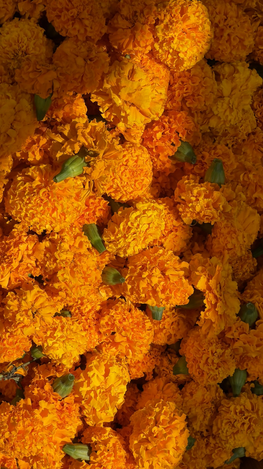 a bunch of flowers that are yellow and orange