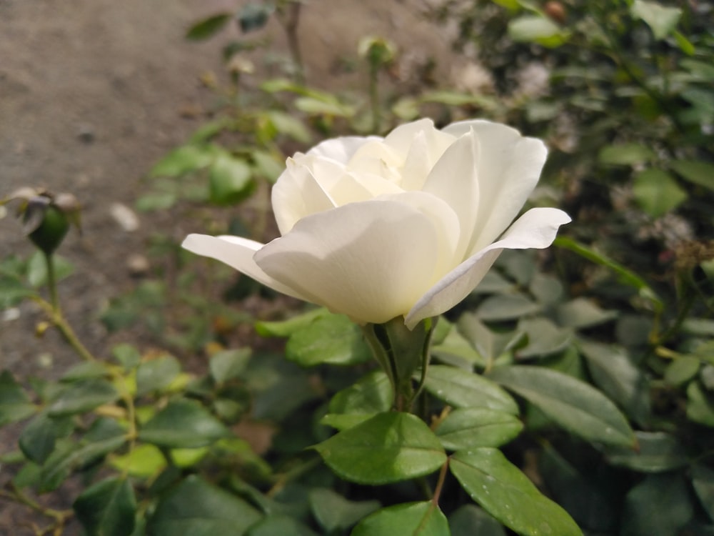 a white flower is blooming in a garden