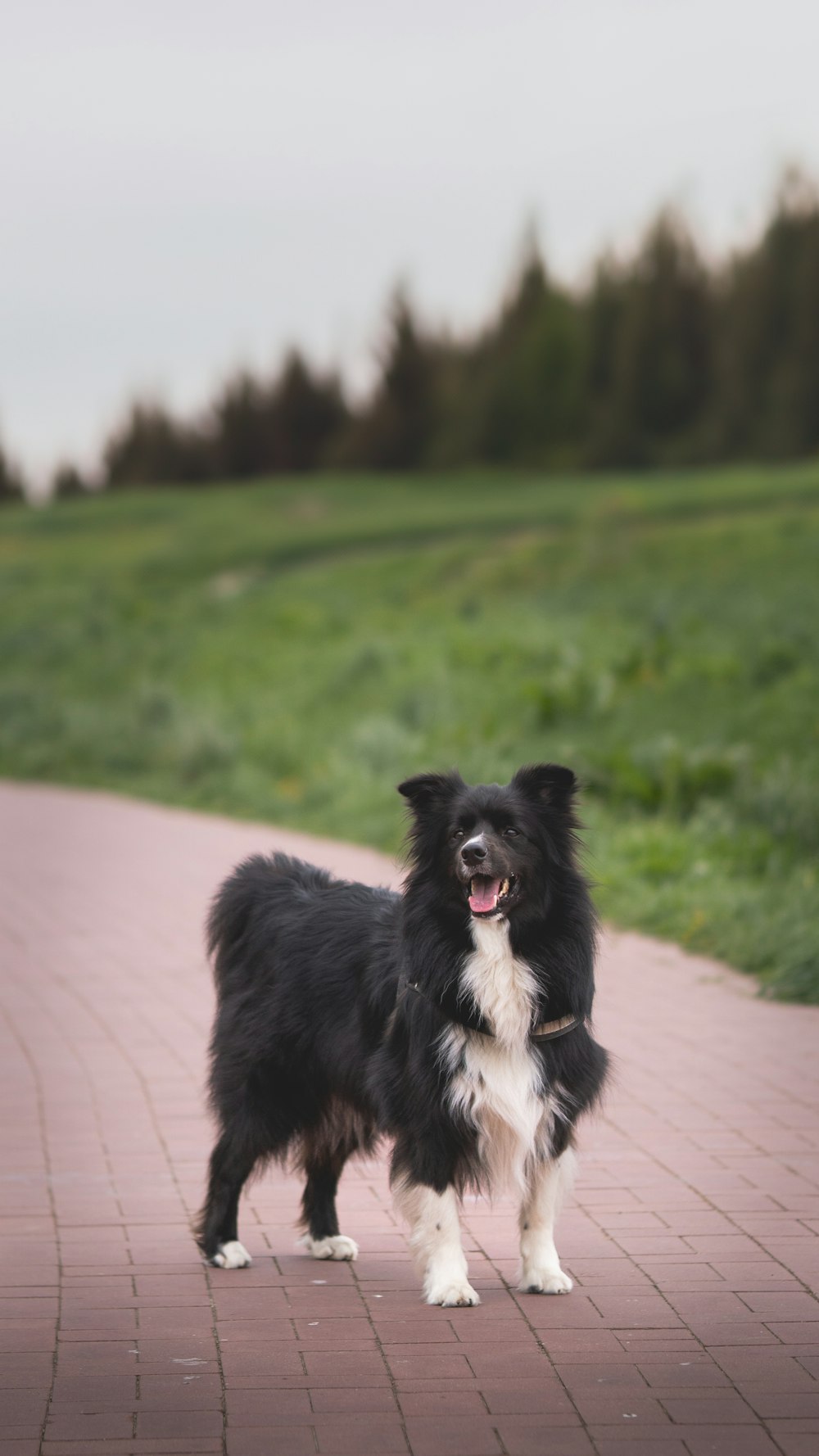 a black and white dog standing on a brick walkway