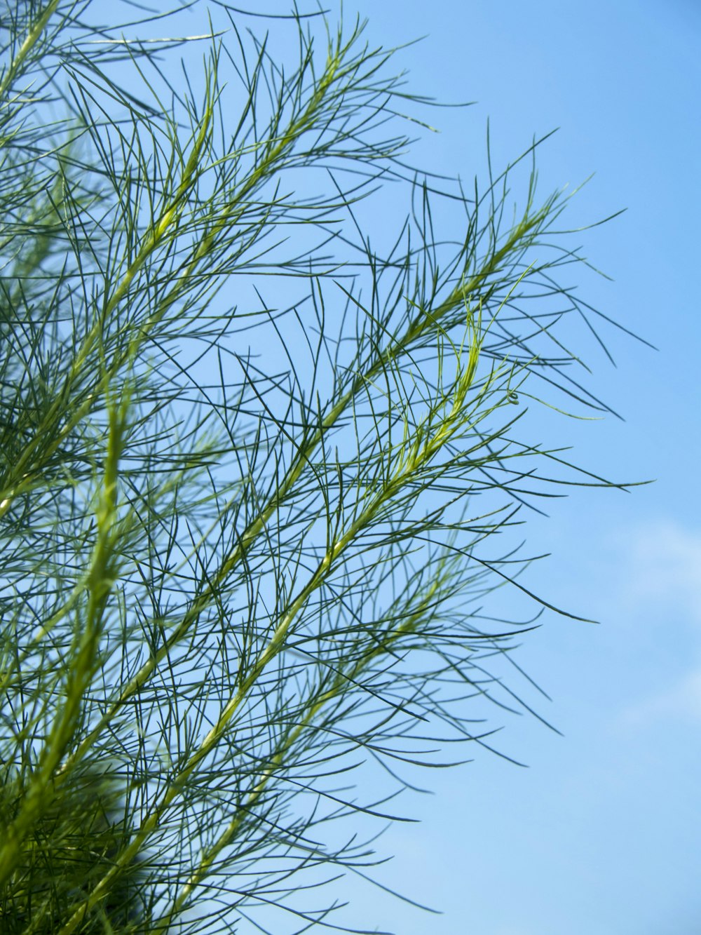 a close up of a tree branch with a blue sky in the background