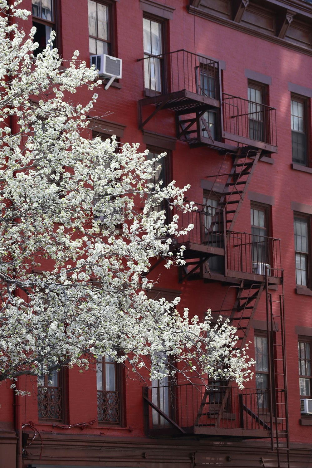 un arbre avec des fleurs blanches devant un bâtiment rouge