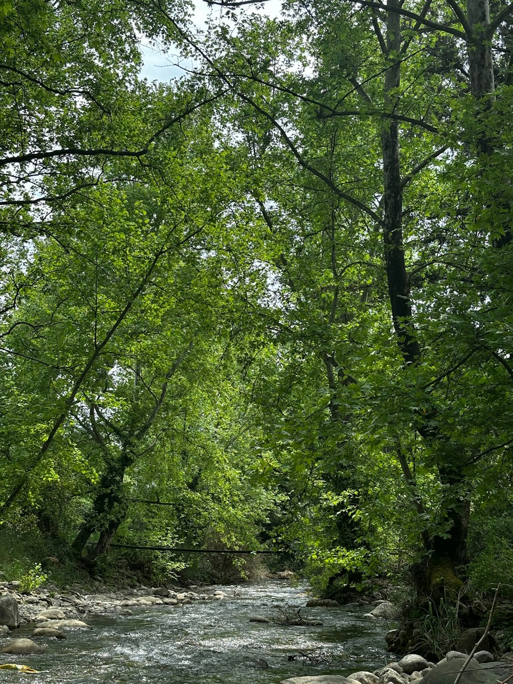 a river running through a lush green forest