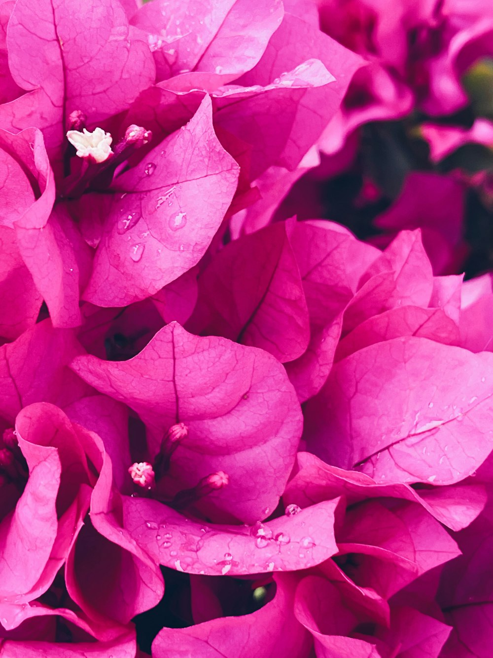 a bunch of pink flowers with water droplets on them