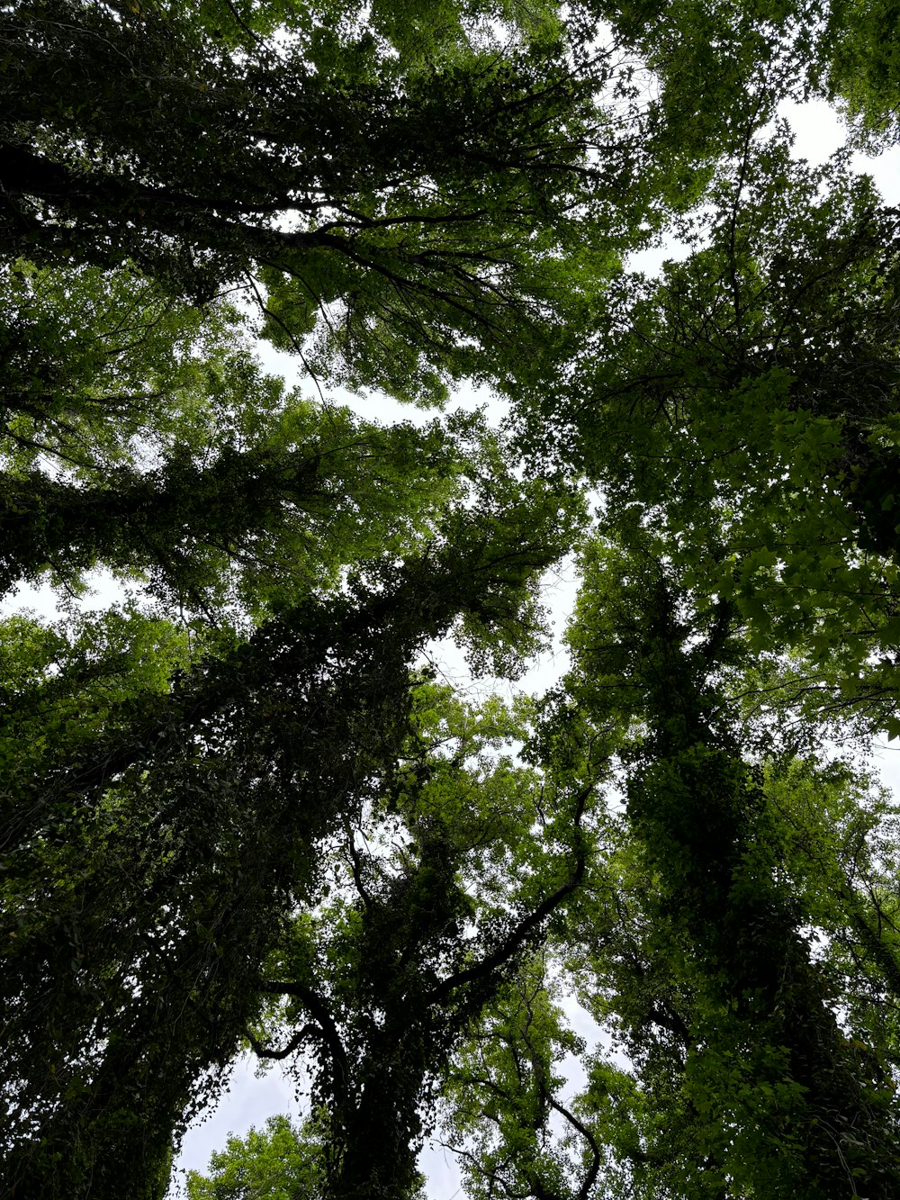 looking up at the tops of tall trees