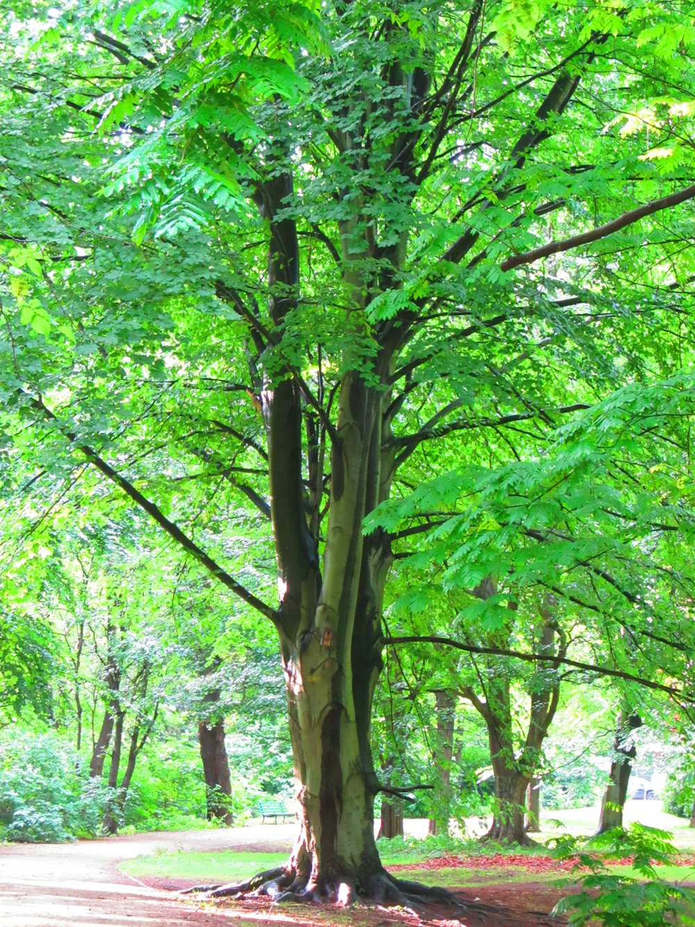 a large tree in the middle of a park