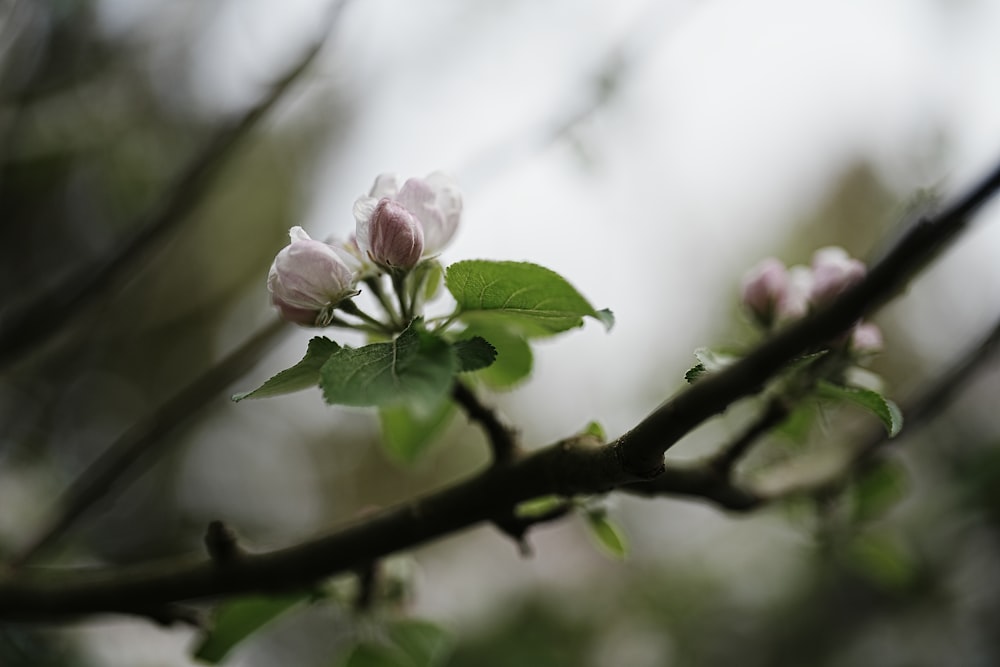 une branche d’arbre avec des fleurs dessus