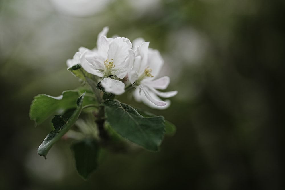 녹색 잎이 있는 흰색 꽃의 클로즈업