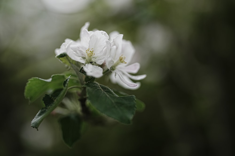 a close up of a white flower with green leaves