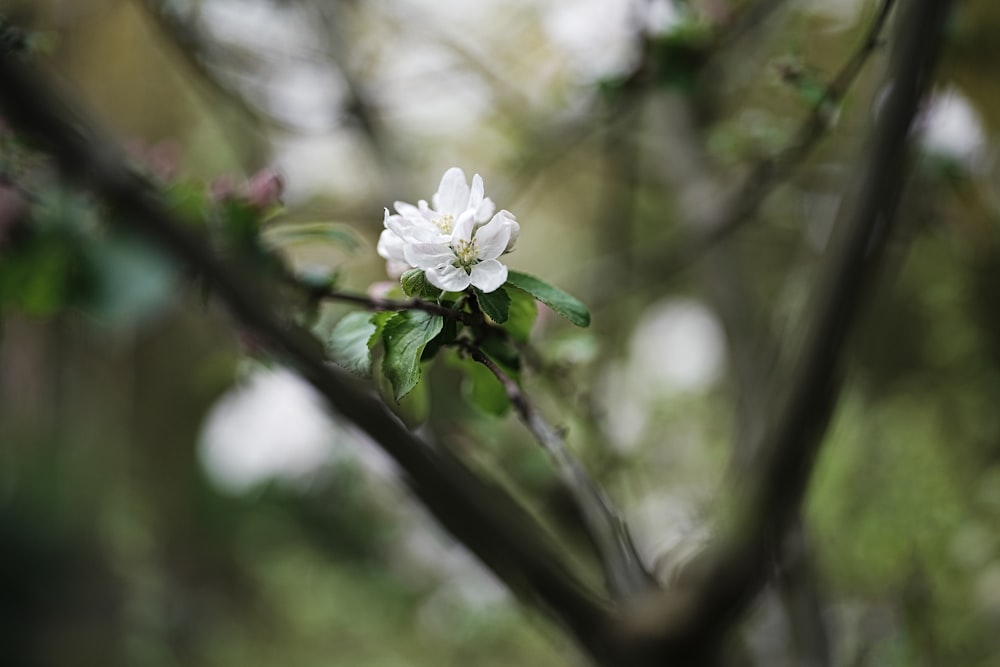 a small white flower on a tree branch