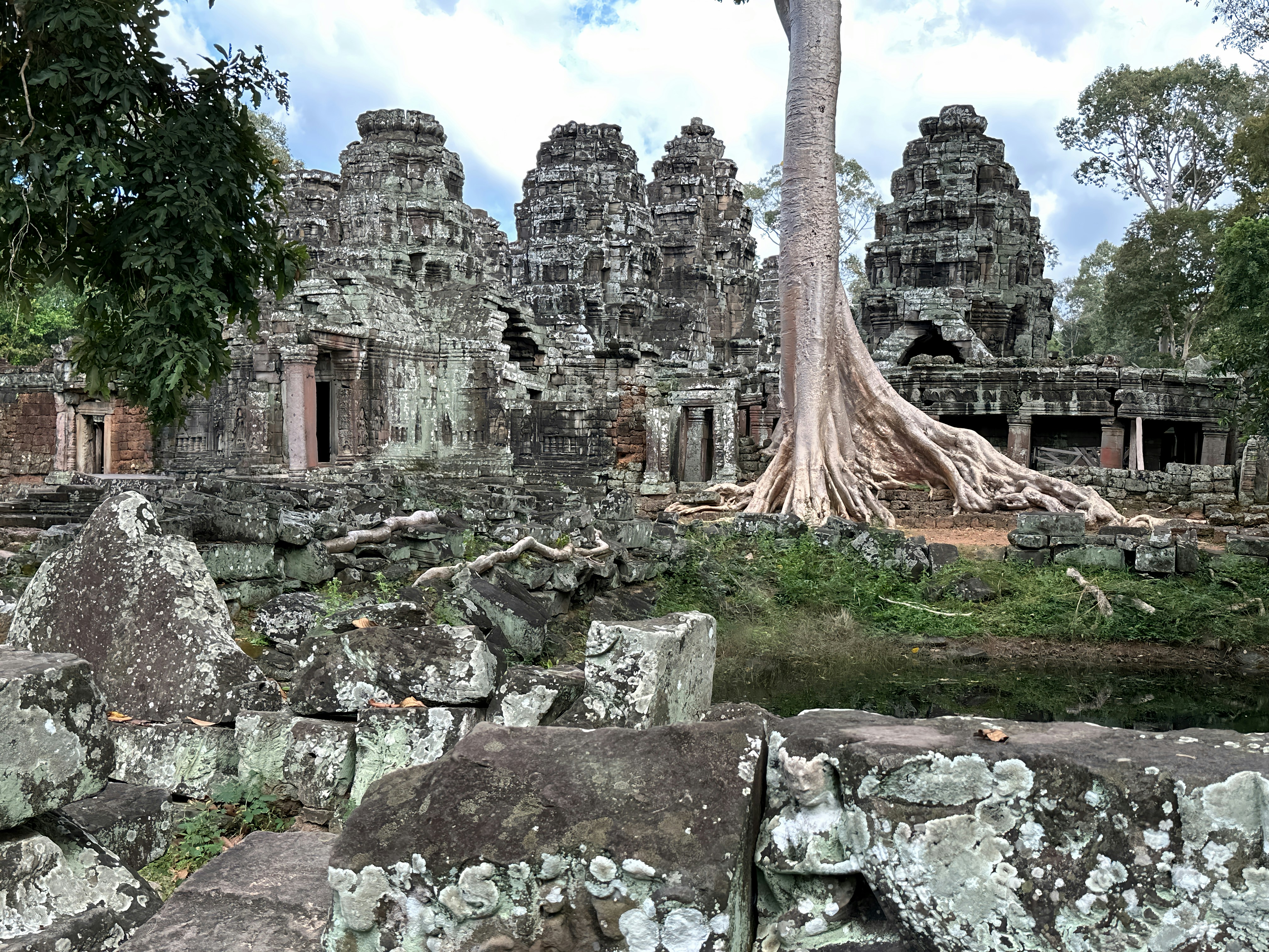 a tree growing out of the ruins of a temple, 