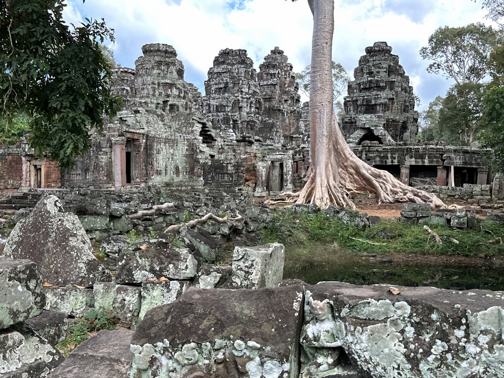 a tree growing out of the ruins of a temple