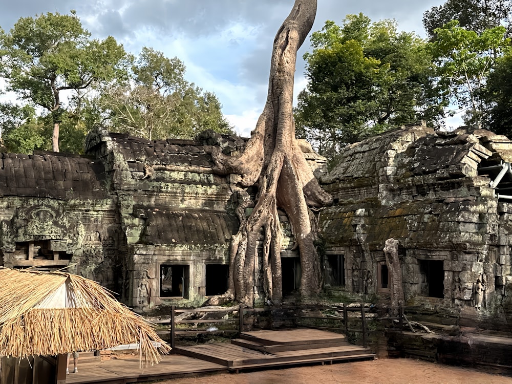 un arbre poussant au-dessus d’un bâtiment dans une jungle