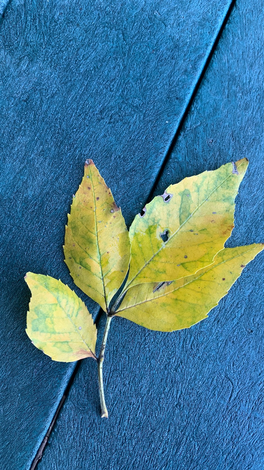 a yellow leaf laying on a blue surface