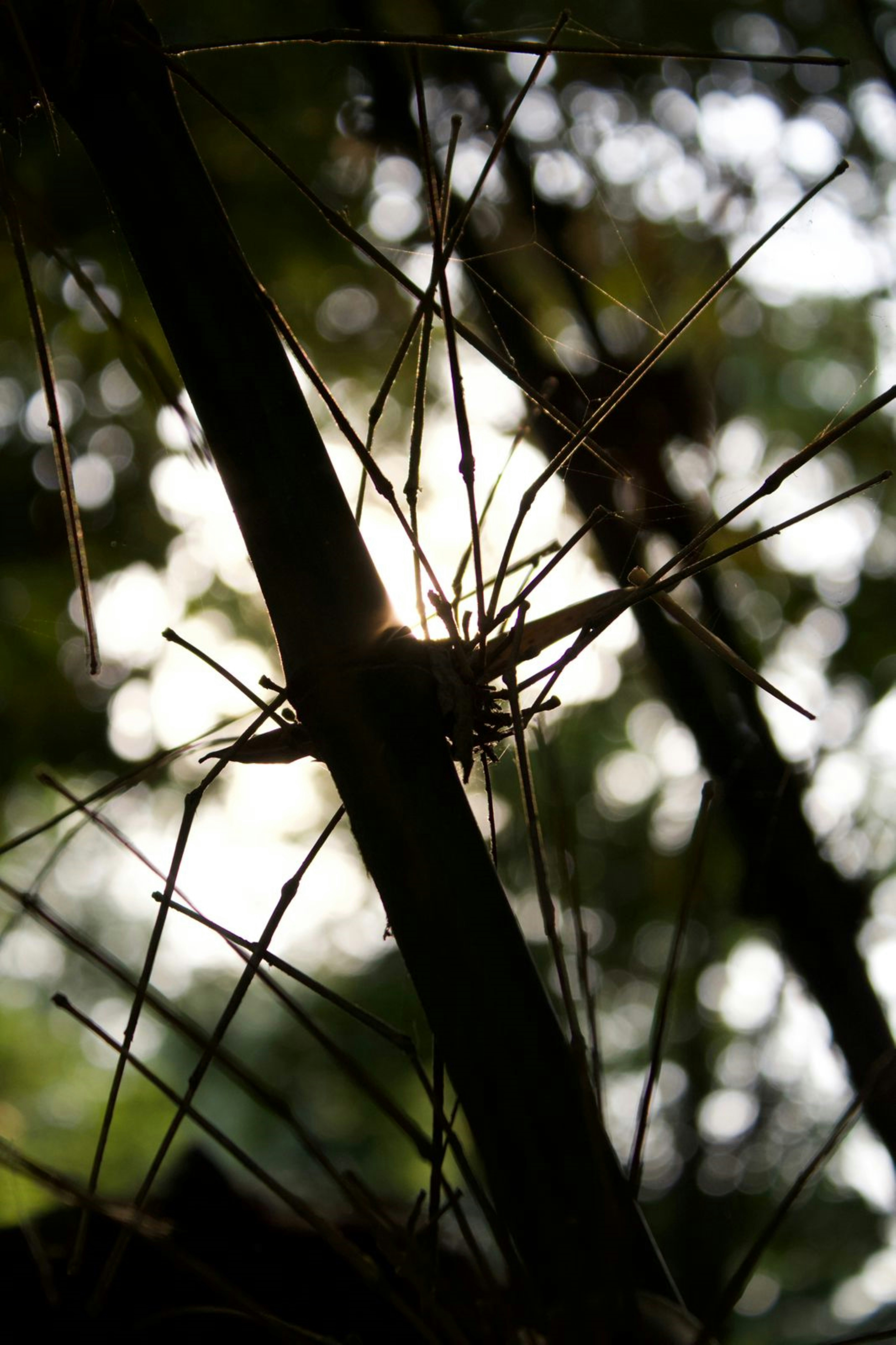 Photo by oscarespiritu