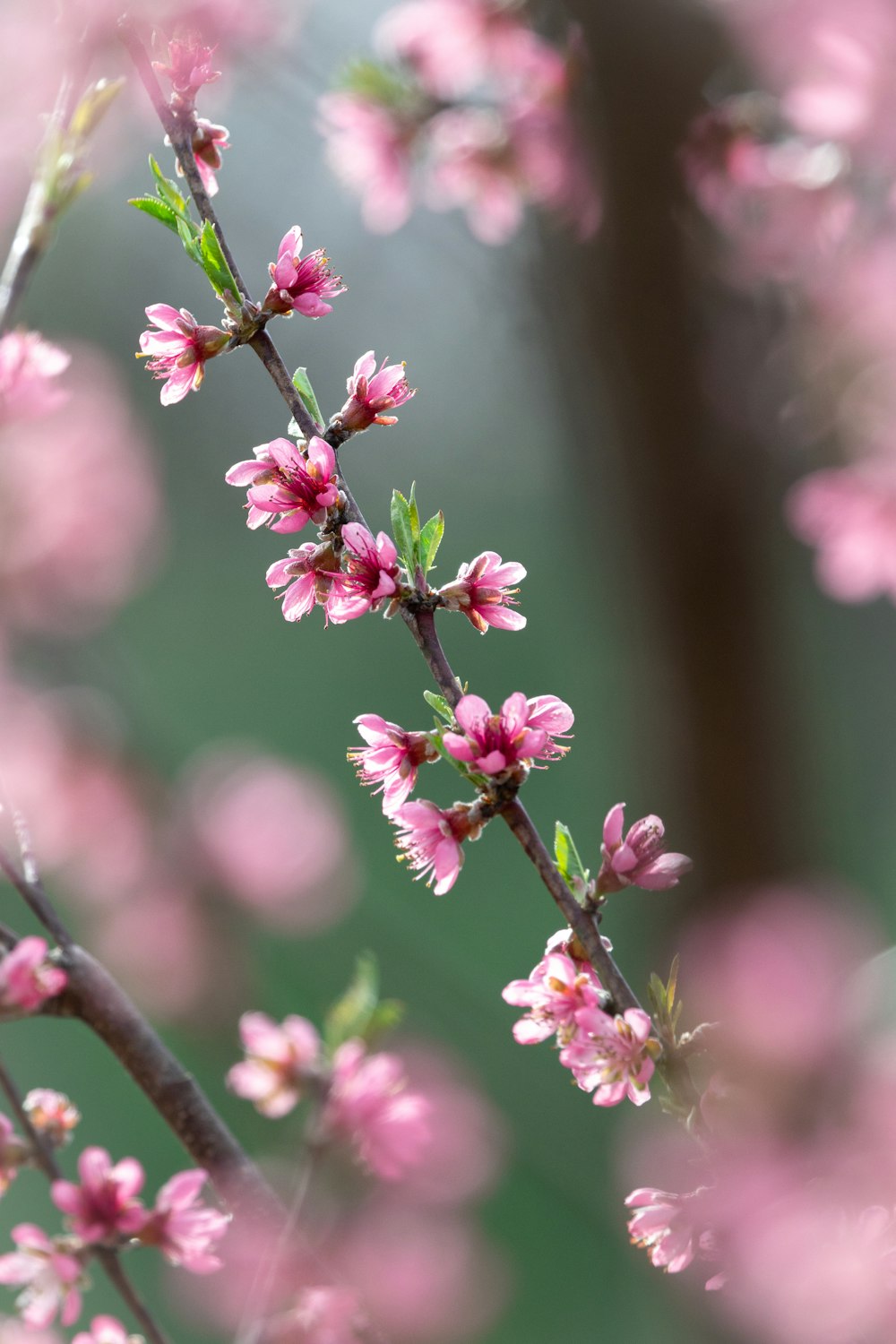 a close up of a branch with pink flowers