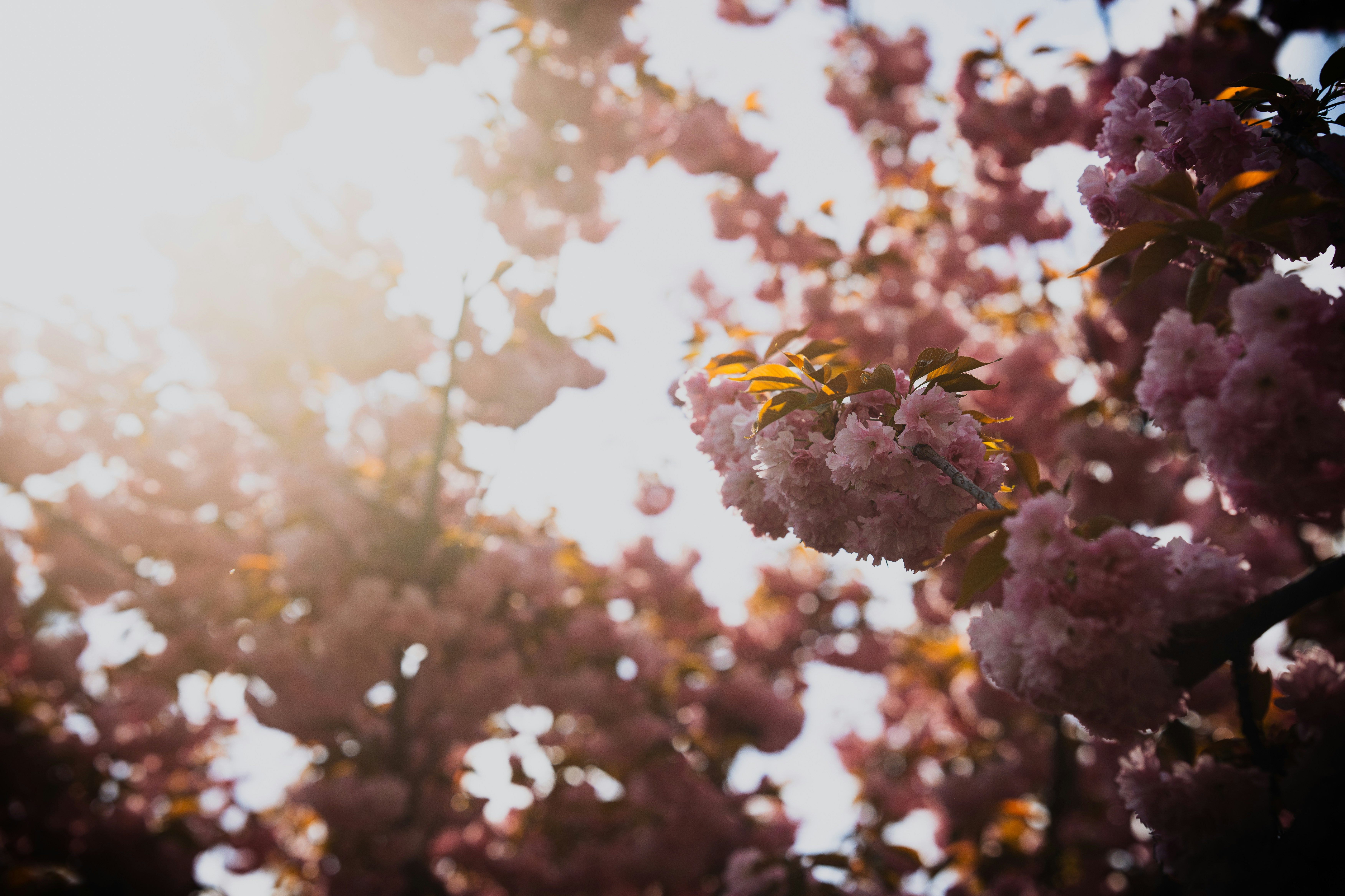 Photo by samoyedness