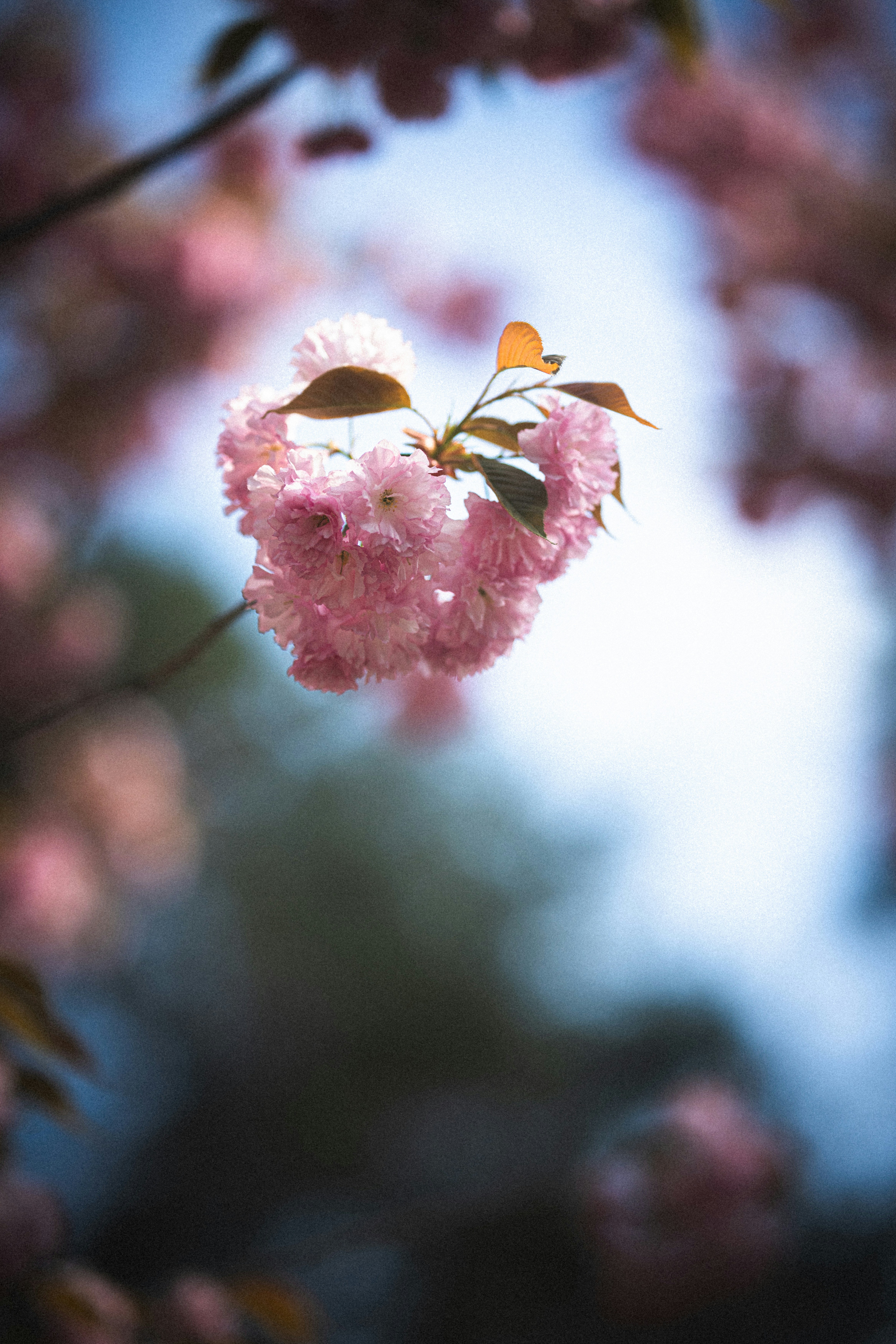 Photo by samoyedness