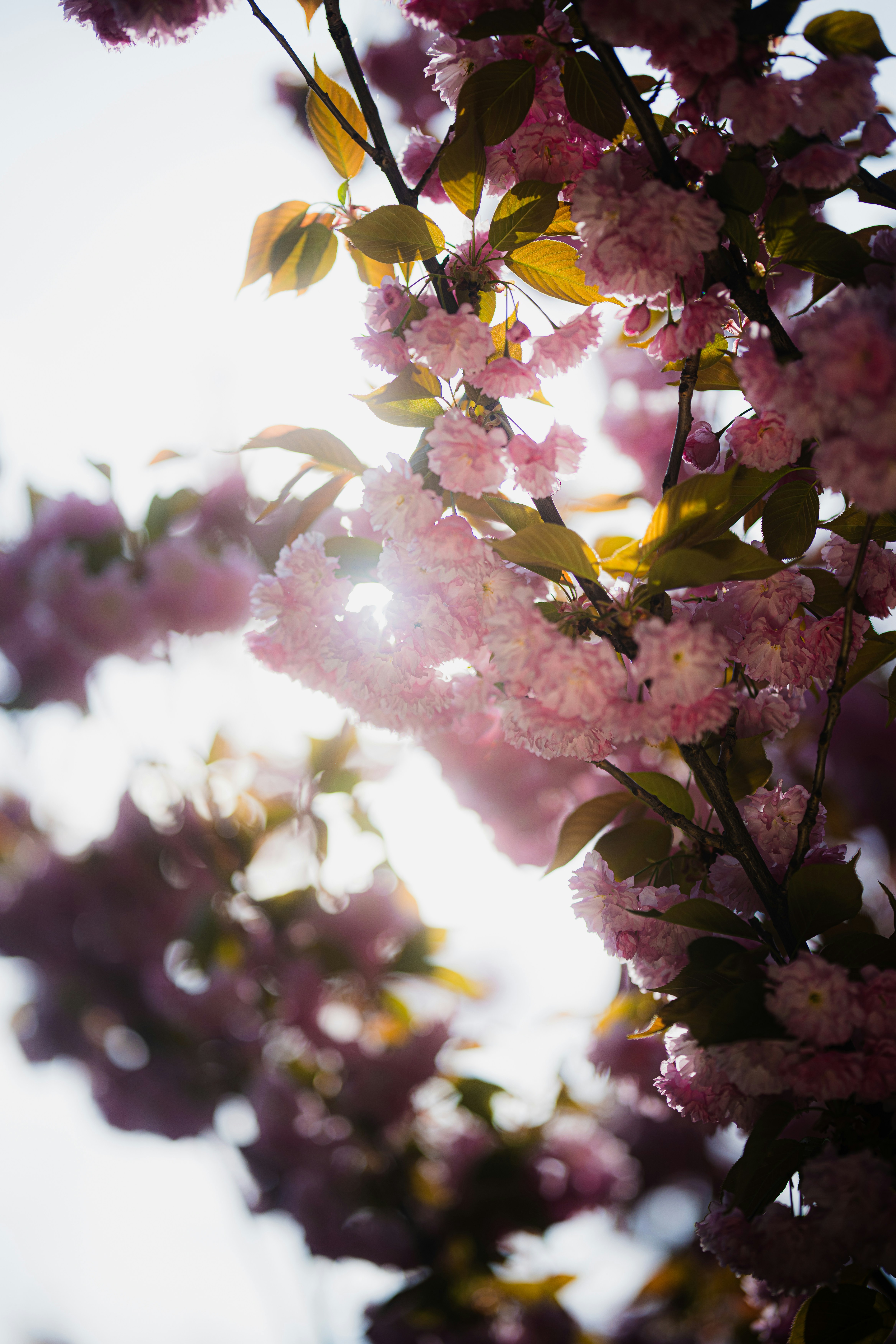 Photo by samoyedness