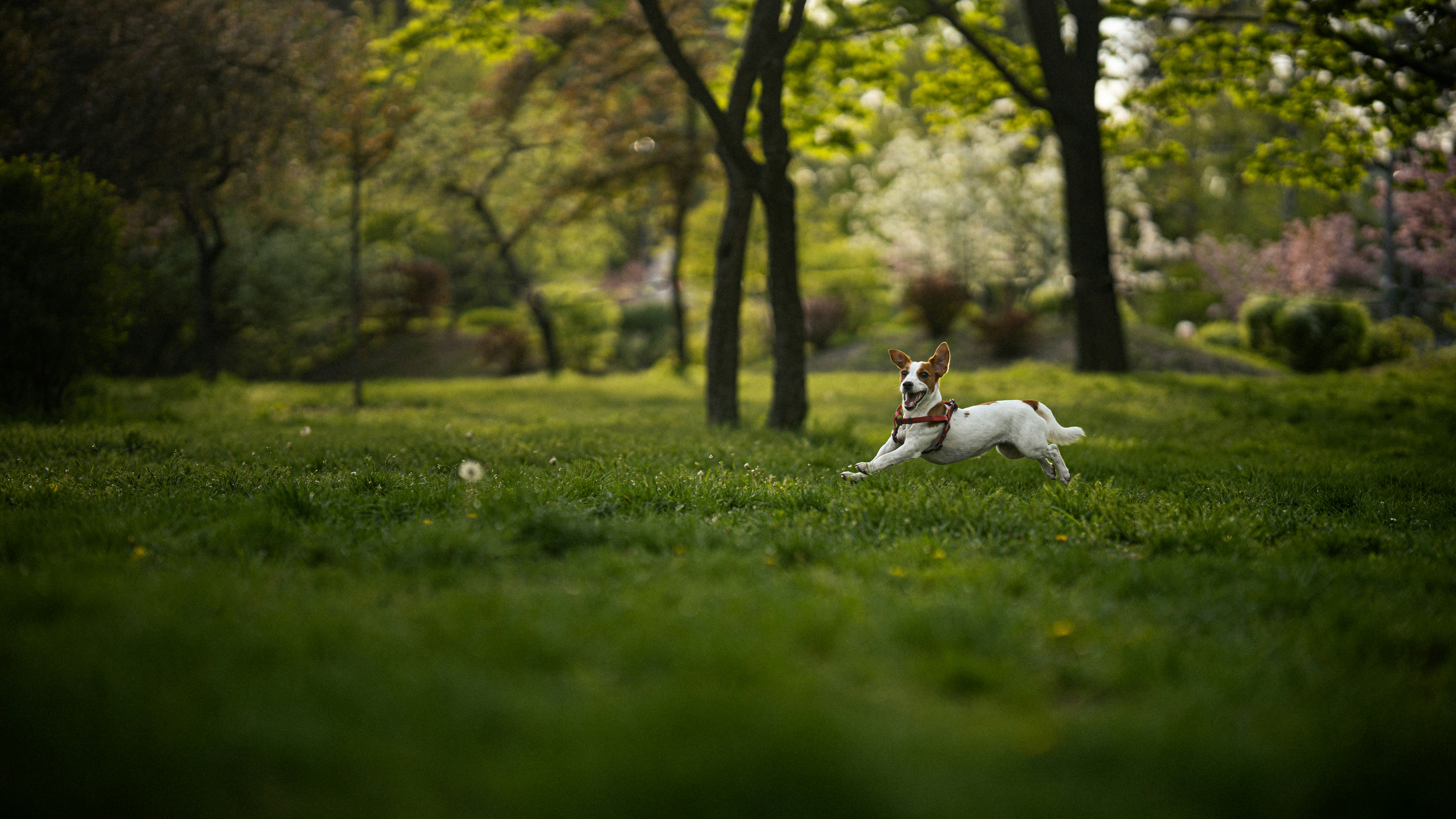 a small dog running through a lush green park